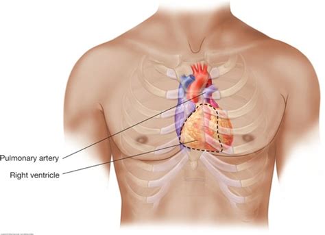 Anatomy of the Heart Flashcards | Quizlet