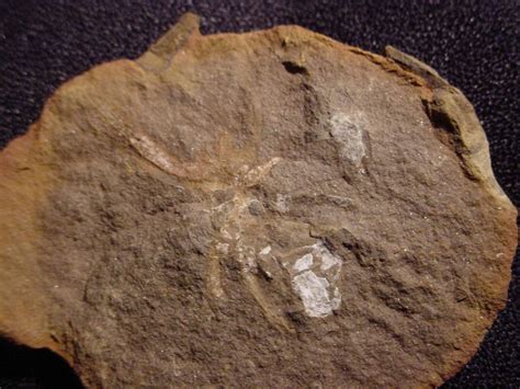 Arachnid RCMCA0506 (2).jpg - Members Gallery - The Fossil Forum