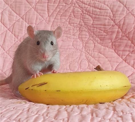 Cute Grey Baby Rat, Banana for Scale : RATS