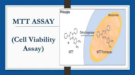 MTT ASSAY (Cell Viability Assay) - YouTube