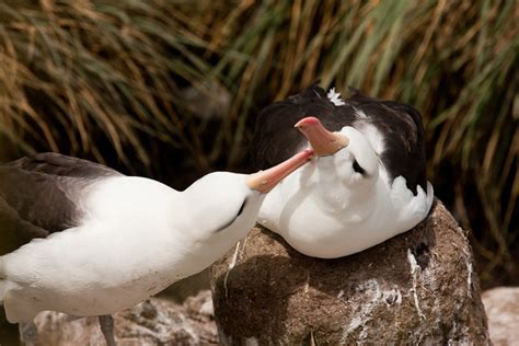 Viaje al encuentro de la fauna de las islas Malvinas más salvajes