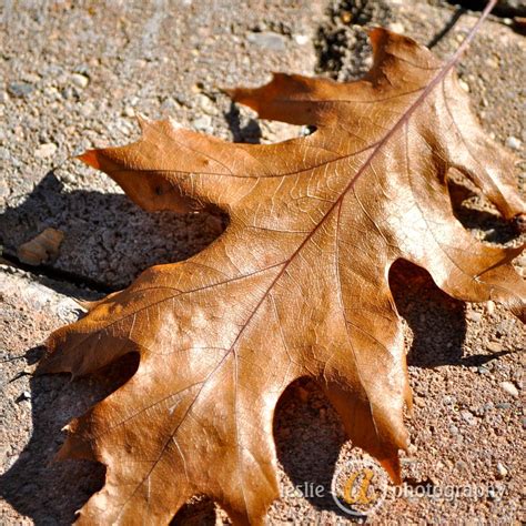 Leather leaf | Leather leaf, Nature photos, Nature