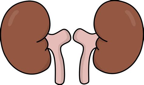 kidney clipart - Clip Art Library