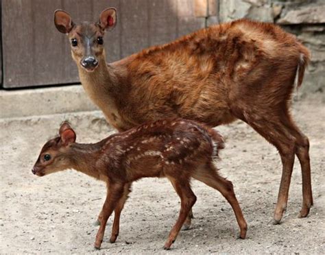 Little Brocket Deer Arrives at Gladys Porter Zoo | Cute wild animals ...