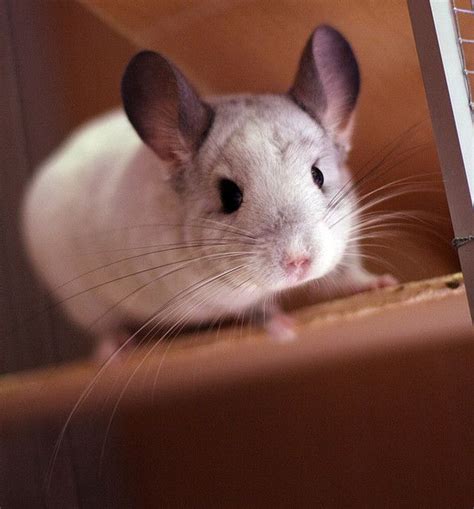 Freja the chinchilla | Chinchilla cute, Baby animals, Animals