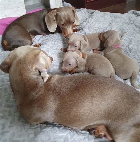 Minature Isabella Dachshund Puppies Boys For Sale in Brierley Hill ...