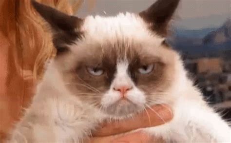 Grumpy Catty Cat GIF - Grumpy Catty Cat - Discover & Share GIFs