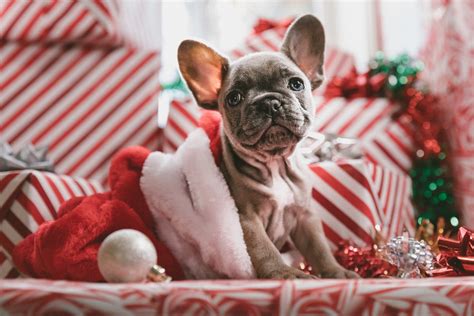 Dog Christmas Card Ideas — Mixbook Inspiration