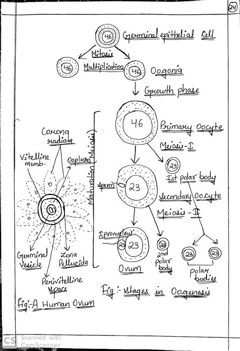 Human Reproduction Handwritten Notes for 12th Biology