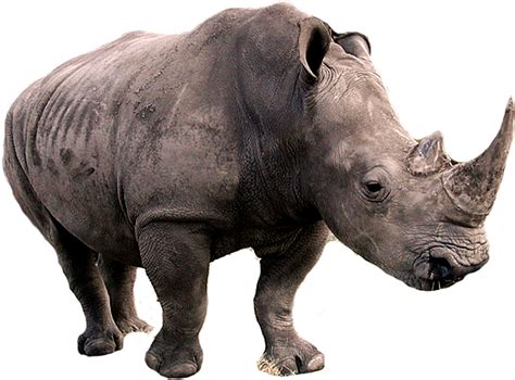 Rhinoceros Transparent PNG | PNG Mart