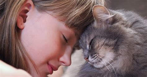 Cat Purring Healing Benefits • Purrfectcatbreeds