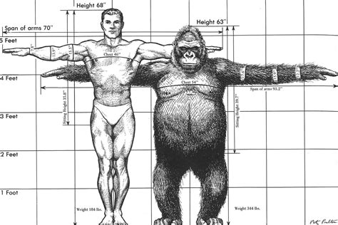 A comparison of the height, weight, and arm-span of a human and a gorilla. | Animal drawings ...