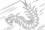 The Best Free Centipede coloring page Images Download From 24  sketch template