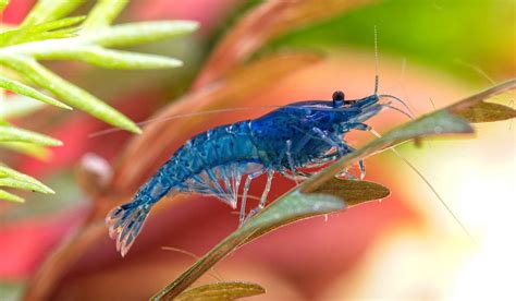 Freshwater Shrimp Care: Guide to a Healthy Shrimp Aquarium – Splashy Fish