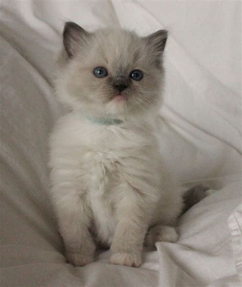 Blue Mitted ragdolls | Ragdoll kitten, Kittens and puppies, Kittens cutest