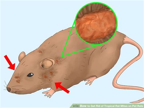 25 Images How To Get Rid Of Hair Mites - Demodectic Mange