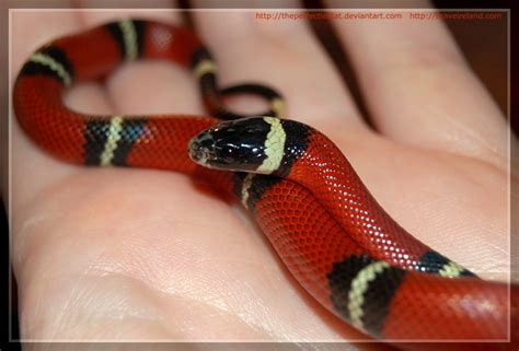 Our Beautiful World: Beautiful red snakes