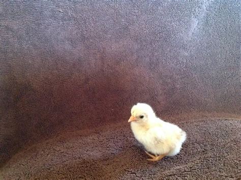 Banty Chicks for Sale in Apple Valley, California Classified | AmericanListed.com