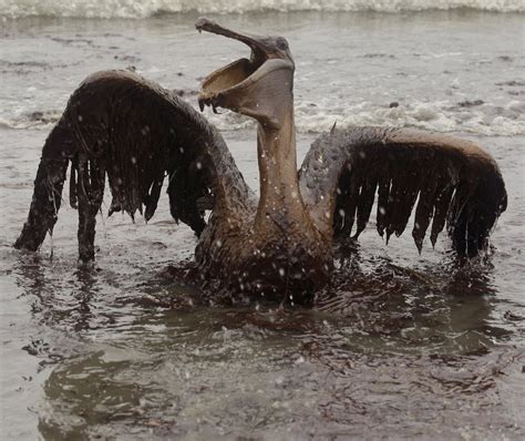 BP oil spill: 'Worst environmental disaster' or insane experiment with ...