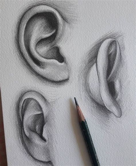 Ear drawing | Art drawings sketches simple, Realistic drawings, Pencil art drawings