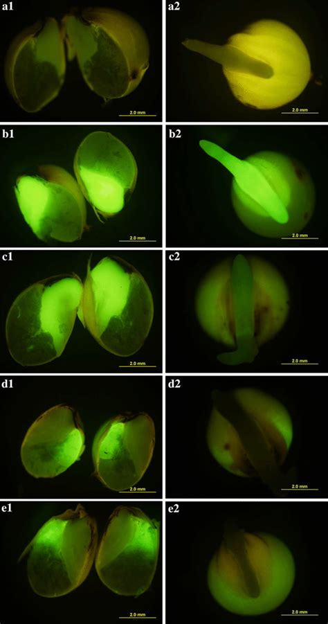 GFP fluorescence from the dissected mature seed (left) and seedling ...