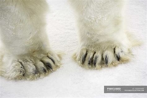 Polar Bear Feet — daytime, fauna - Stock Photo | #163694498