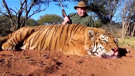 Slovak Hunter Faces Jail For Killing Endangered Tiger And Importing It ...