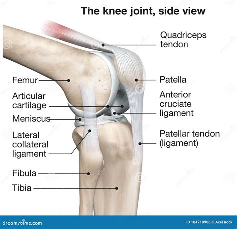 Knee Joint Anatomy, Side View, Medical 3D Illustration Stock ...