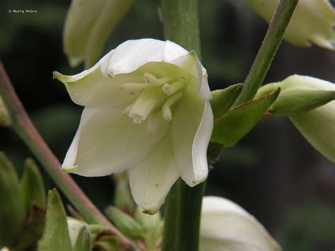 Yucca is the state flower of New Mexico. ©Photo copyright by Marty ...