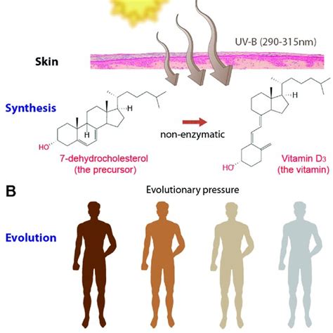 Vitamin D and human skin. Vitamin D 3 is synthesized endogenously in ...