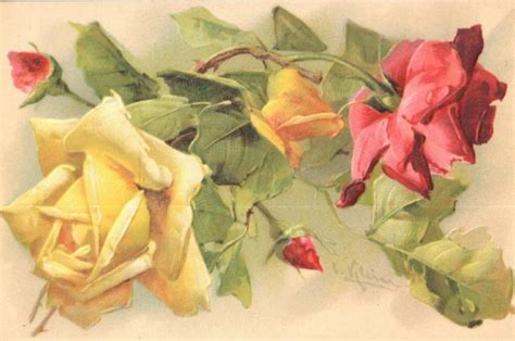 Roses Catherine Klein Free Stock Photo - Public Domain Pictures