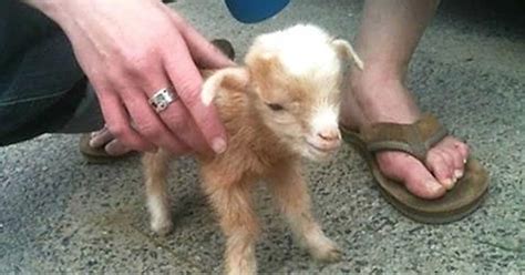 (Video) Baby Goat Jumps All Over The Place, and This Footage of Him is Something No One Should ...