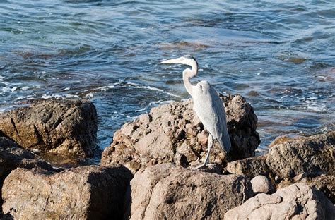 Wildlife to Watch for on Your Cabo Vacation | Cabo Sailing