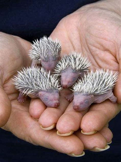 Newborn Baby Hedgehogs... | Animals! | Pinterest | Hedgehogs, Newborn ...