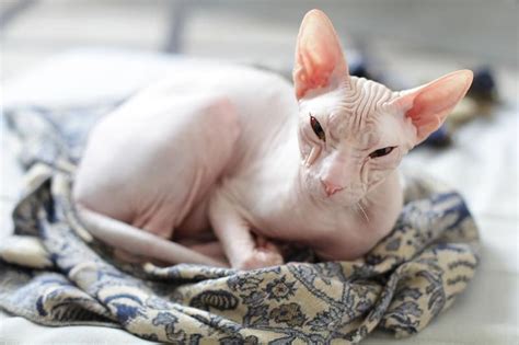 Sphynx Cat Dry Skin – Causes and Treatments