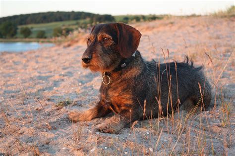 Free Images : beach, pet, hound, hunting dog, vertebrate, dog breed ...