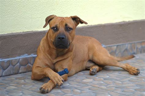 Boerboel Pit (Boerboel & Pitbull Mix) Info, Pictures, Facts, FAQs & More