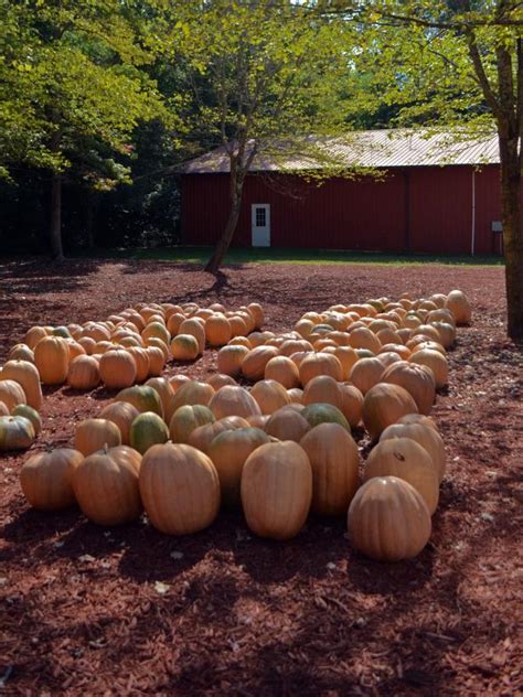 Growing Pumpkins in Containers | HGTV