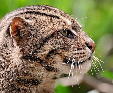 The Iriomote Cat is a subspecies of the Leopard Cat that lives exclusively on the Japanese ...