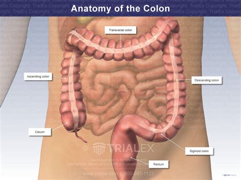 Anatomy of the Colon - TrialQuest Inc.