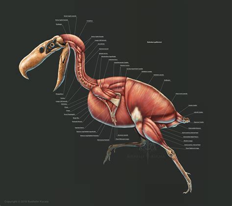 Rushelle.com - Kelenken Guillermoi Anatomy Study