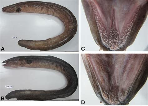 Occurrence and the ecological implication of a tropical anguillid eel Anguilla marmorata from ...