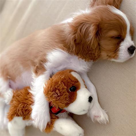 Toy and Teacup Cavalier King Charles Spaniel for Sale