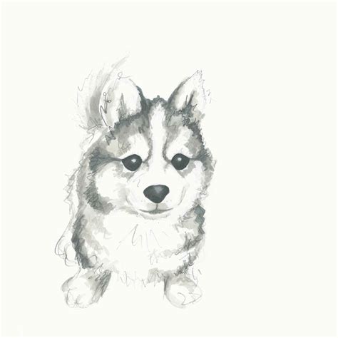 Kathleen Meaney Illustration: Puppy drawings