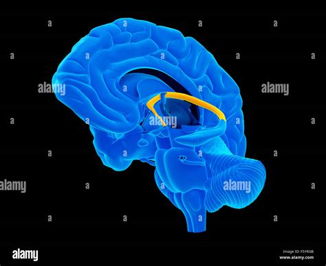 Fornix of the brain hi-res stock photography and images - Alamy