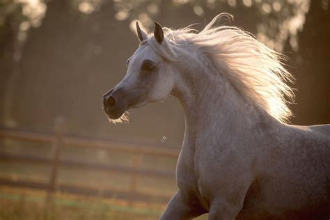 The Arabian Horse :: Kalliste Arabians