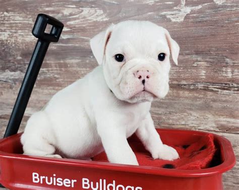 White English Bulldog Puppies for Sale Color Guide (2024) -Bruiser Bulldogs