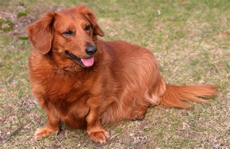 Golden Retriever Dachshund Mix: Hybrid With A Heart Of Gold