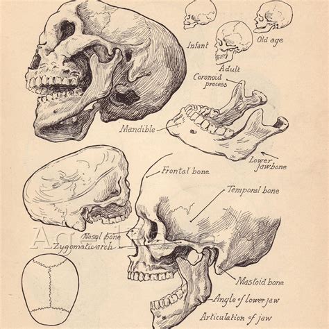 Vintage Anatomy Print, Antique Artistic Human Anatomy Chart, Book ...