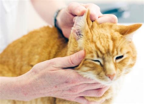 Cat Ear Infections: 8 Steps for Treating Them at Home | PetMD